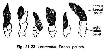 Faecal Pellets