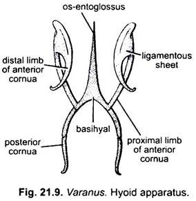 Hyoid Apparatus