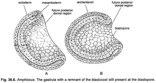 Gastrula with a Remnant of the Blastocoel
