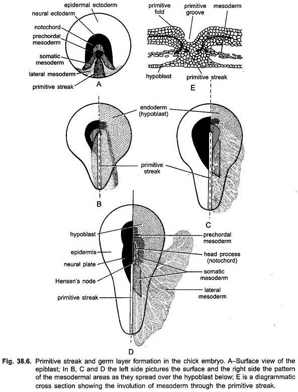 Primitive Streak and Germ Layer  Formation