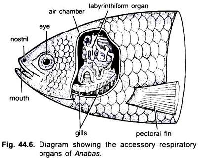 Accessory Respiratory Organs of Anabas