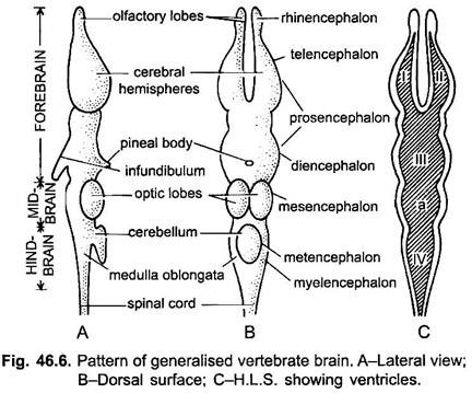 Pattern of Generalised Vertebrate Brain