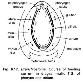 Course of Feeding Current