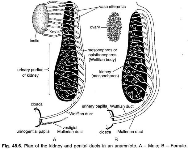 Plan of the Kidney and Genital Ducts in an Anamniote