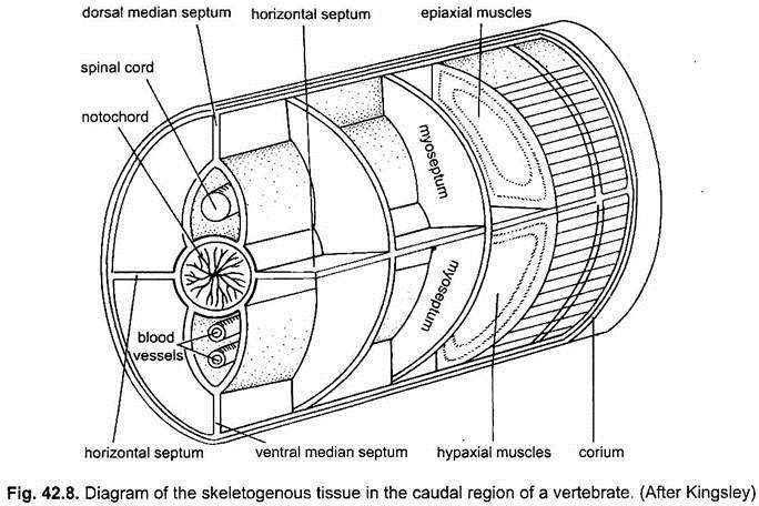 Diagram of the Skeletogenous Tissue