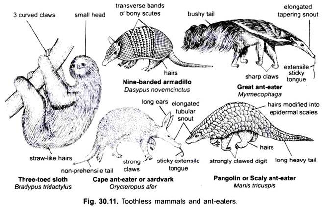 Toothless Mammals and Ant-Eaters