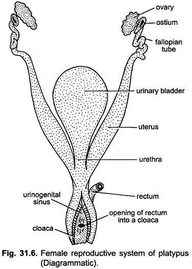 Female Reproductive System of Platypus