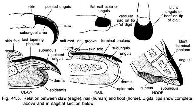 Relation between Claw, Nail and Hoof