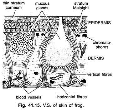 V.S. of Skin of Frog