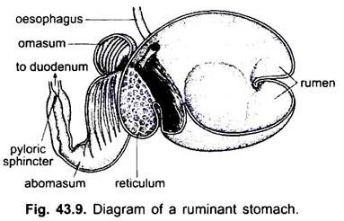 Diagram of a Ruminant Stomach