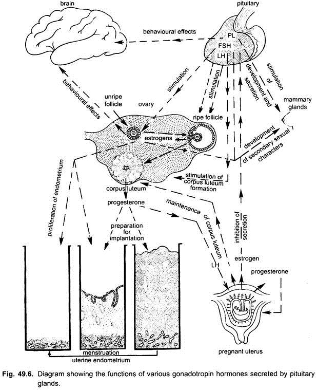 Functions of Various Gonadotropin Hormones