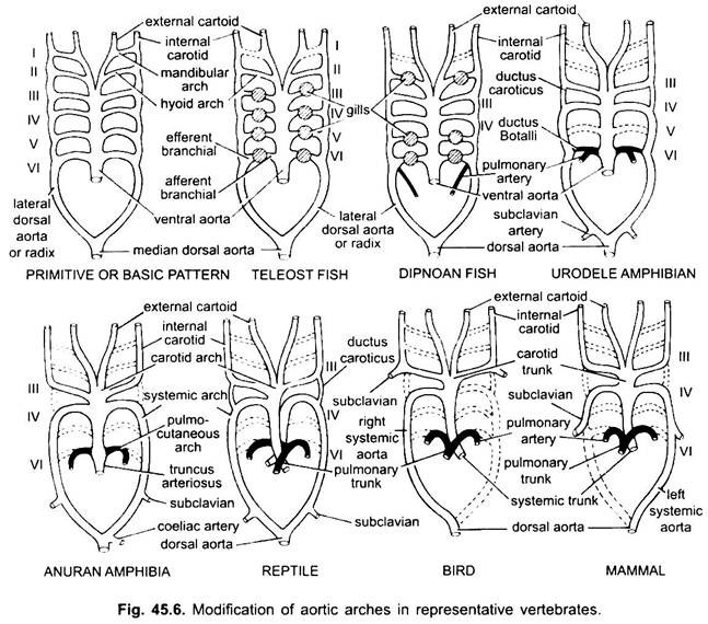 Modification of Aortic Arches in Representative Vertebrates