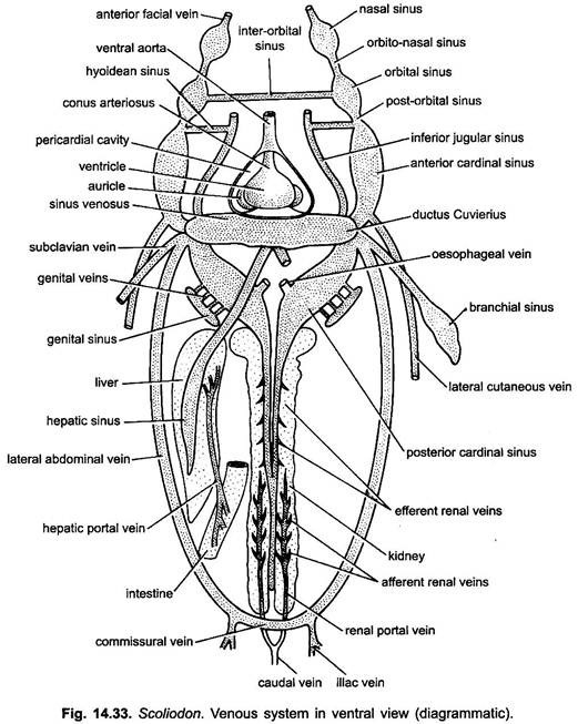 Venous System in Ventral View