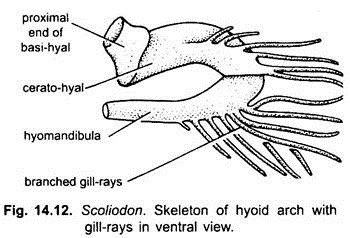 Skeleton of Hyoid Arch with Gill-Rays in Ventral View
