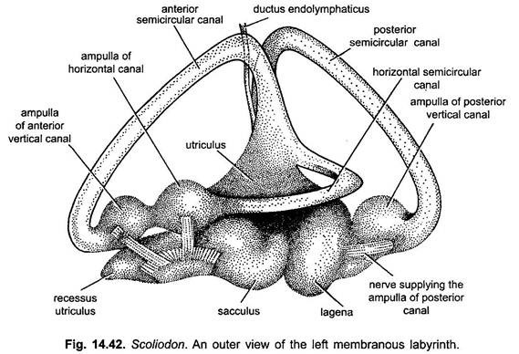 Outer View of the Left Membranous Labyrinth