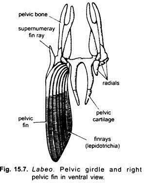 Pelvic Girdle and Right Pelvic Fin in Ventral View