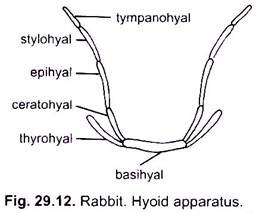 Hyoid Apparatus