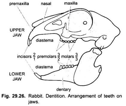 Arrangement of Teeth on Jaws