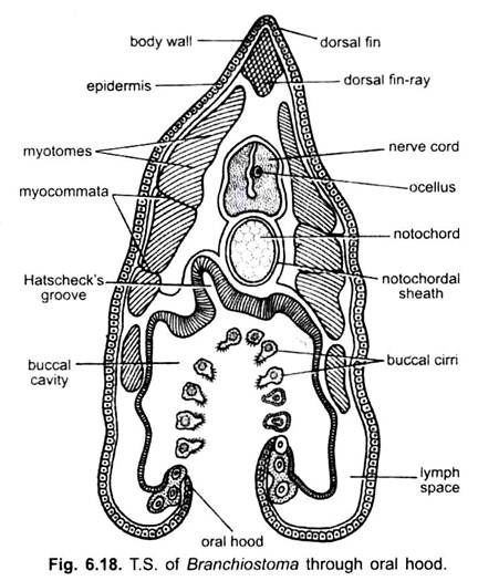 T.S. of Branchiostoma through Oral Hood