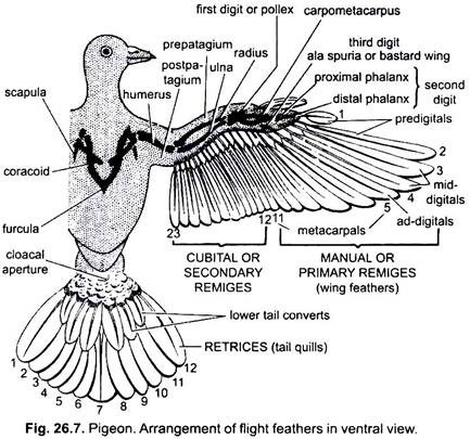 Arrangement of Flight Feathers in Ventral View