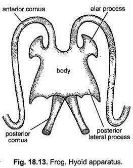 Hyoid Apparatus