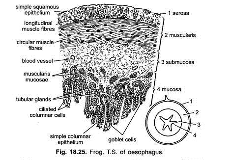 Frog: T.S. of Oesophagus