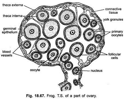  T. S. het kiemepitheel van een deel van het ovarium