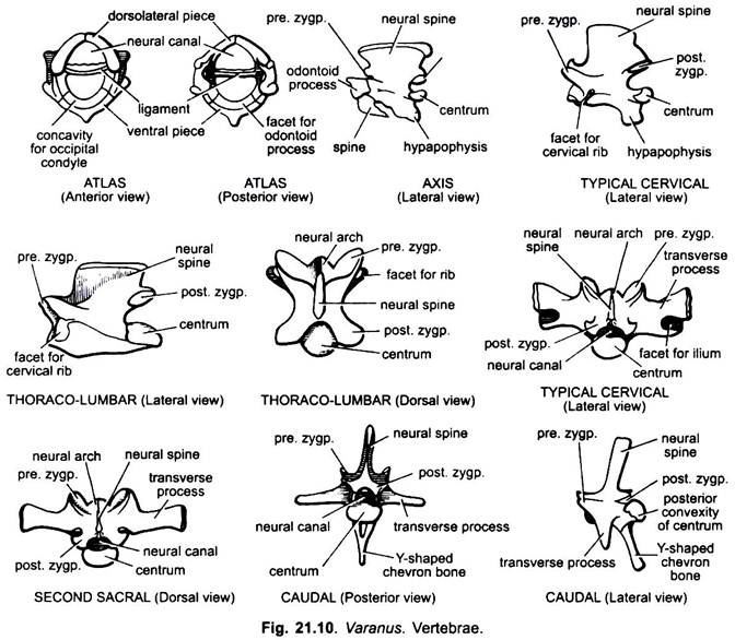 Vertebrae