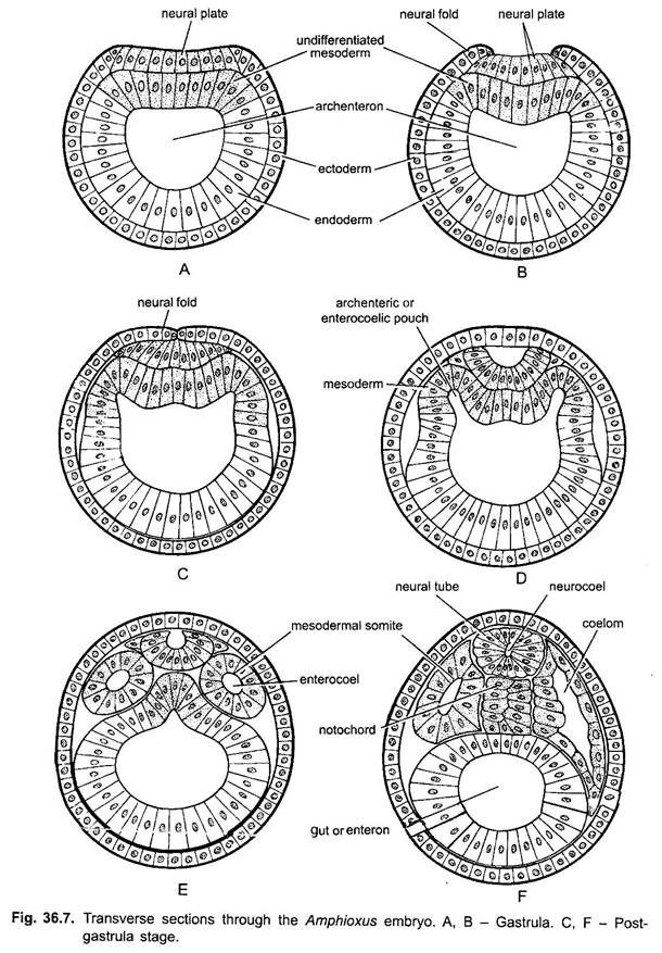 Transverse Sections through the Amphioxus Embryo