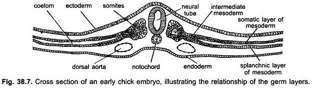 Cross Section of an Early Chick Embryo