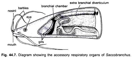 Accessory Respiratory Organs of Saccobranchus