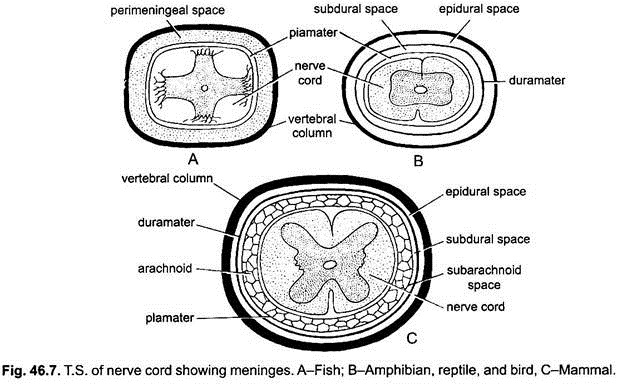 T.S. of Nerve Cord Showing Meninges