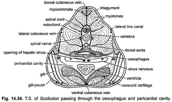 T.S. of Scoliodon