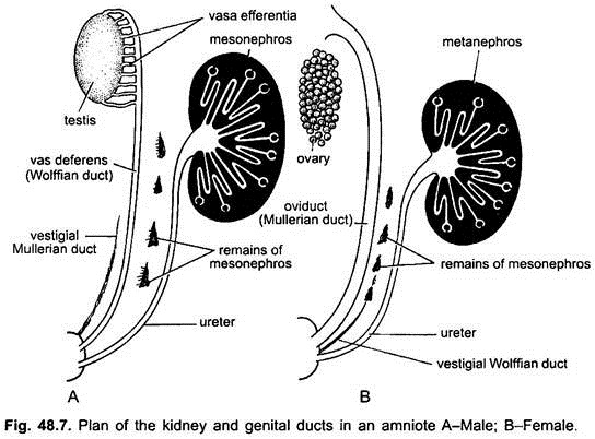 Plan of the Kidney and Genital Ducts in an Amniote