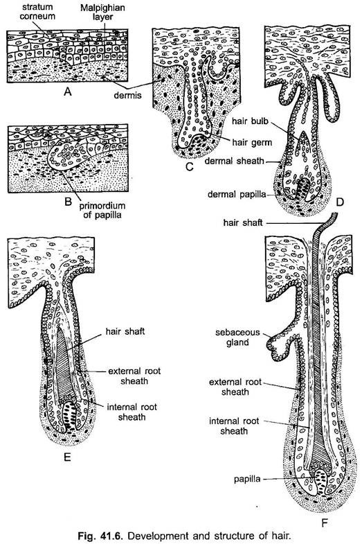 Development and Structure of Hair