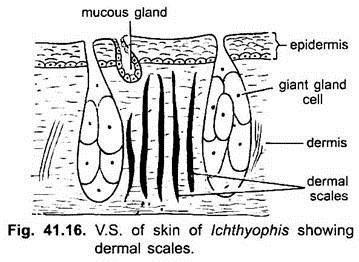 V.S. of Skin of Ichthyophis Showing Dermal Scales