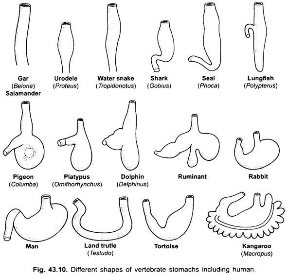 Different Shapes of Vertebrate Stomachs