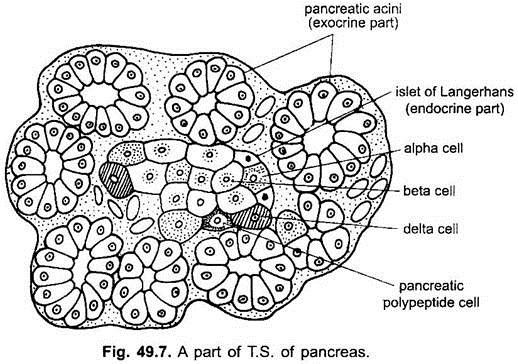 Part of T.S. of Pancreas