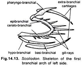 Skeleton of the First Branchial Arch of Left Side