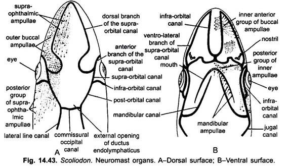 Neuromast Organs