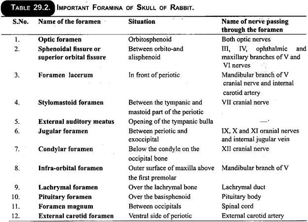 Important Foramina of Skull of Rabbit