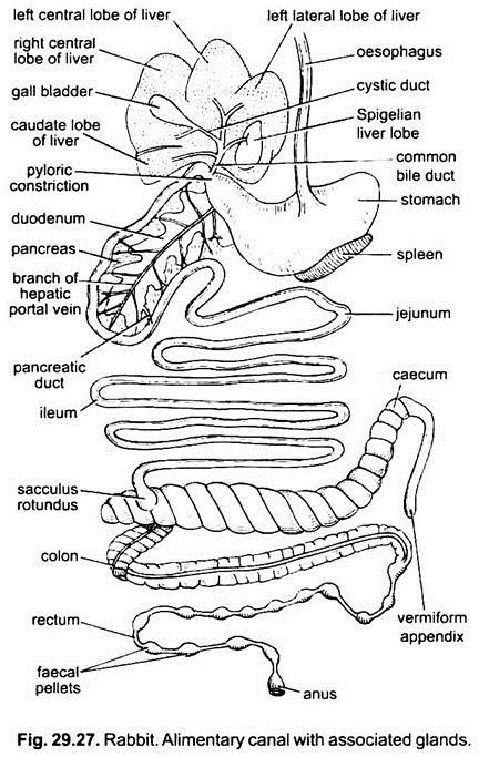 Alimentary Canal with Associated Glands