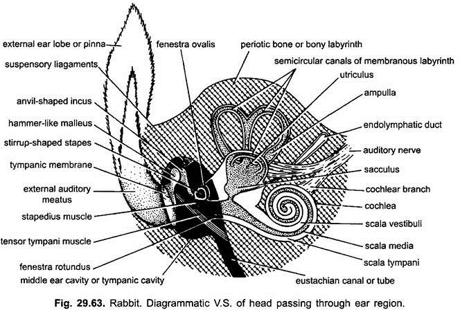 Diagrammatic V.S. of Head Passing through Ear Region