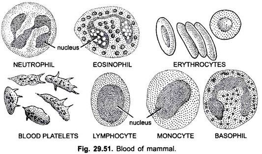 Blood of Mammal