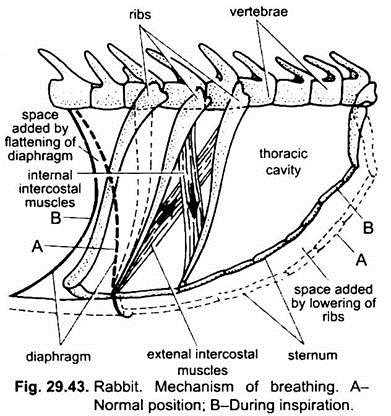 Mechanism of Breathing