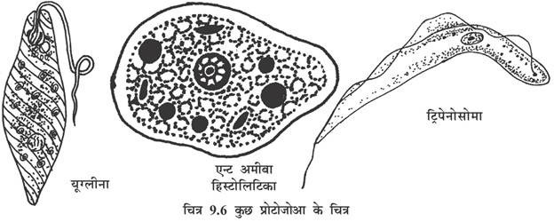 Structure of Protozoa (With Diagram) | Hindi | Microorganisms | Zoology