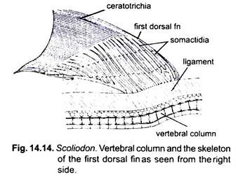 Vertebral Column and the Skeleton of the First Dorsal Fin
