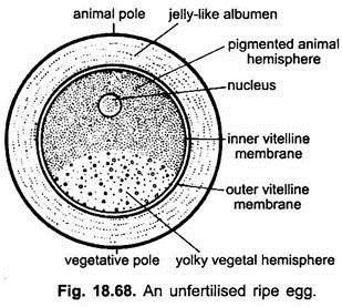 ouă sfărâmate nefertilizate
