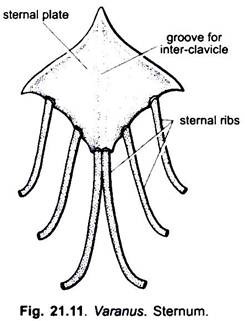 Sternum