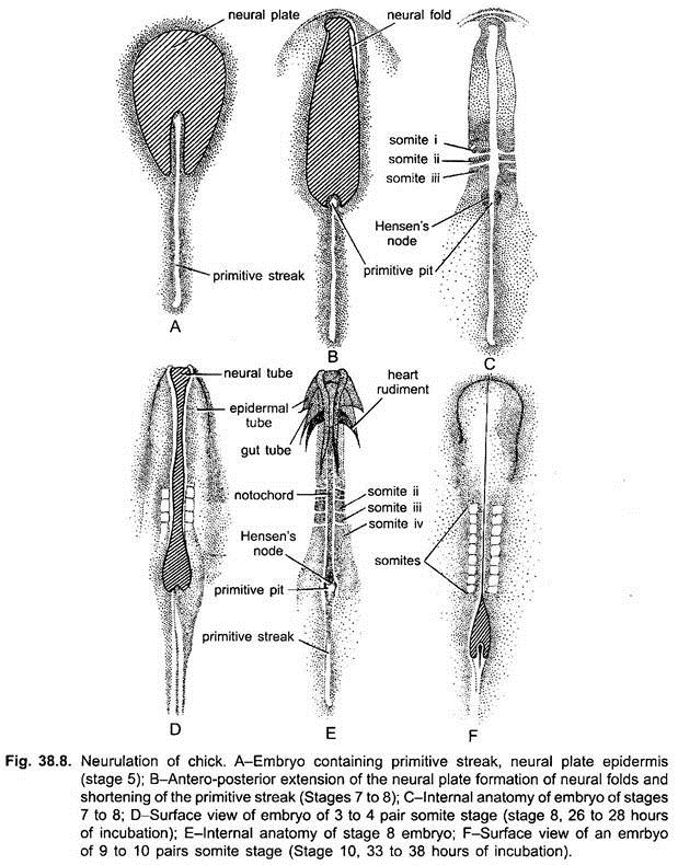 Neurulation of Chick